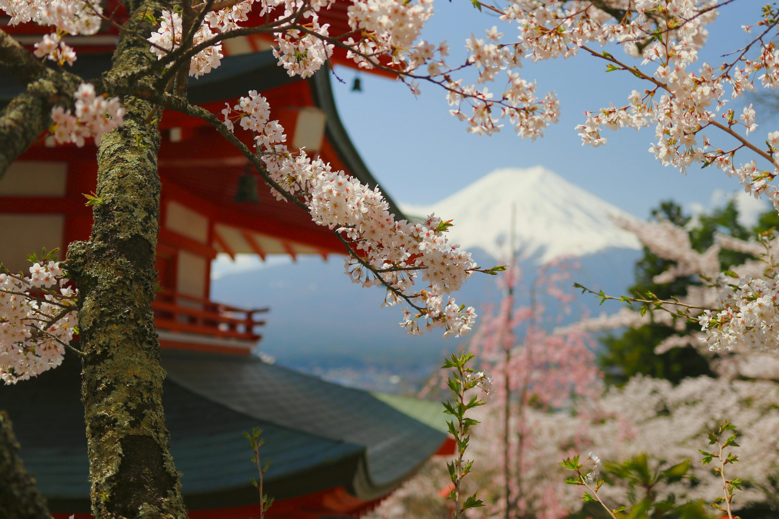 voyage à tokyo en trottinette, fleur de cerisier, japon, tokyo